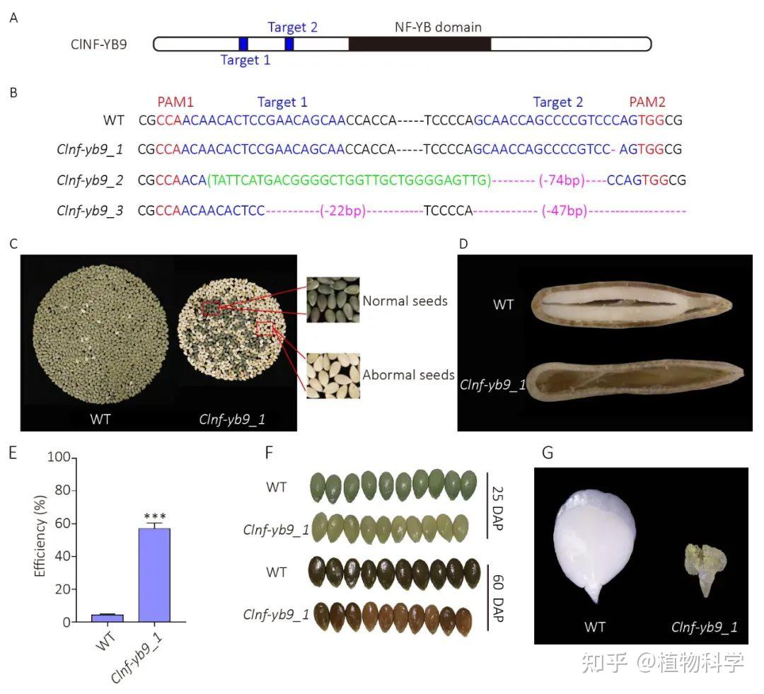The Crop Journal 西北农林科技大学鉴定葫芦科NFY基因家族并揭示ClNFYB9在种子发育中的功能 知乎
