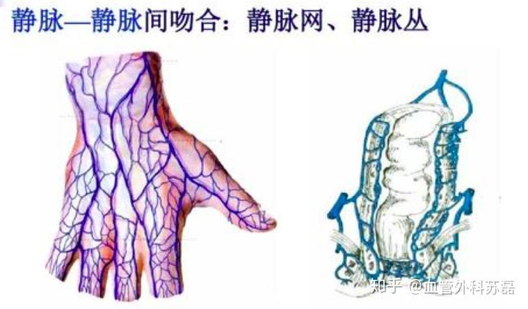 比如说静脉网,静脉丛? - 知乎