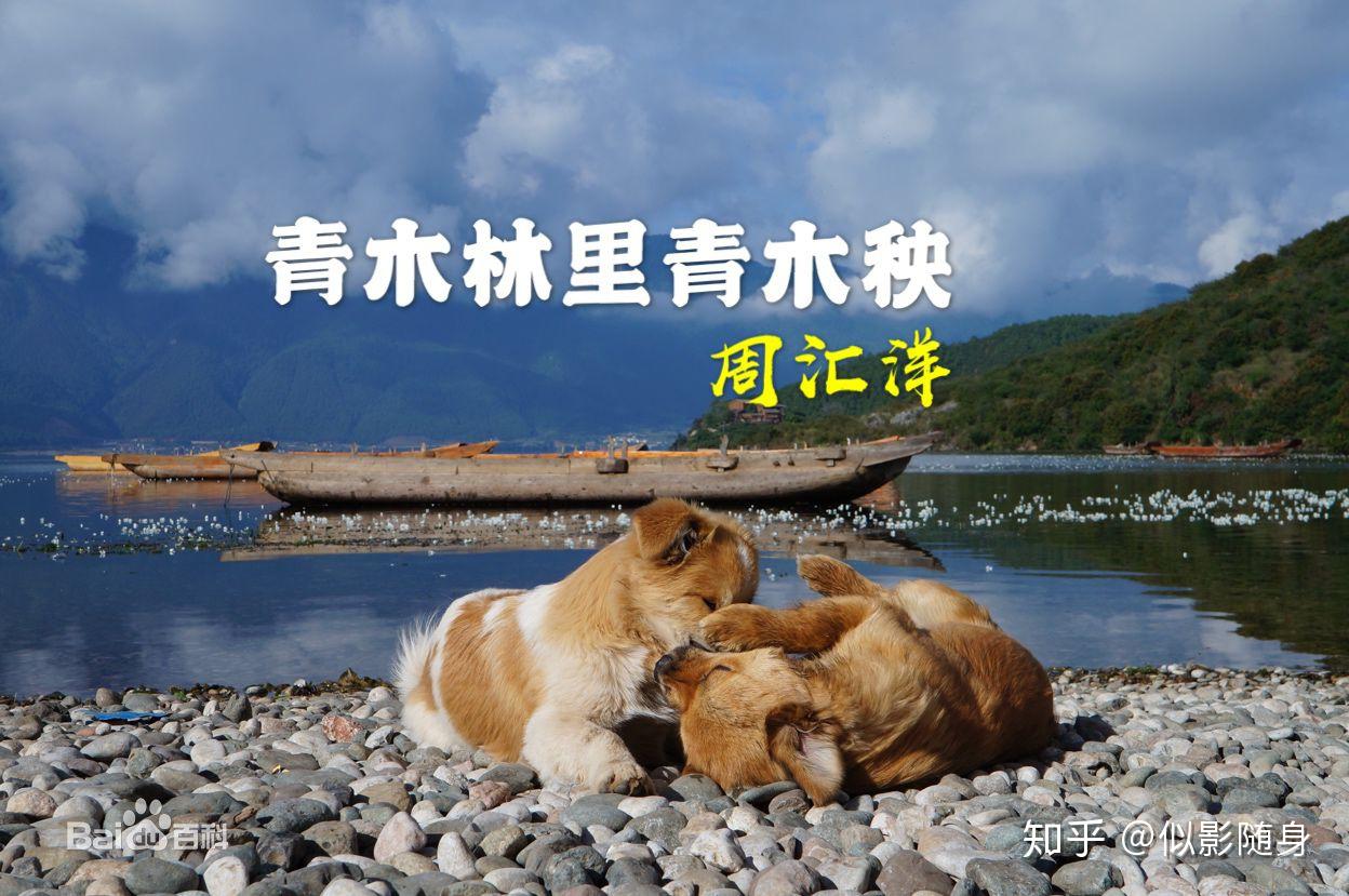 新歌速递近期洗脑神曲青木林里青木秧太魔性了音乐响起小腿抖起flac