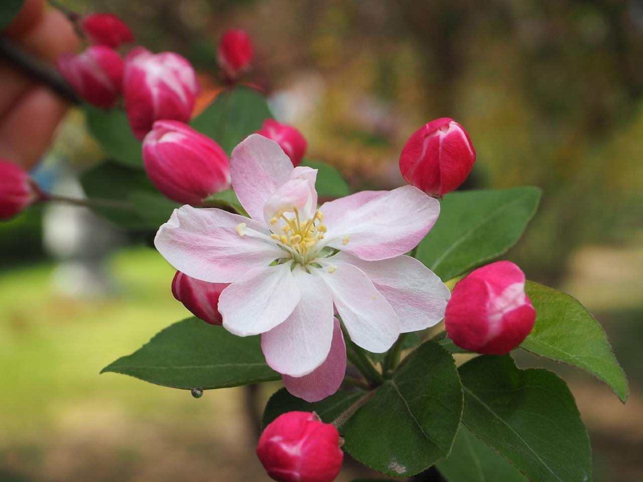 海棠花怎么过冬