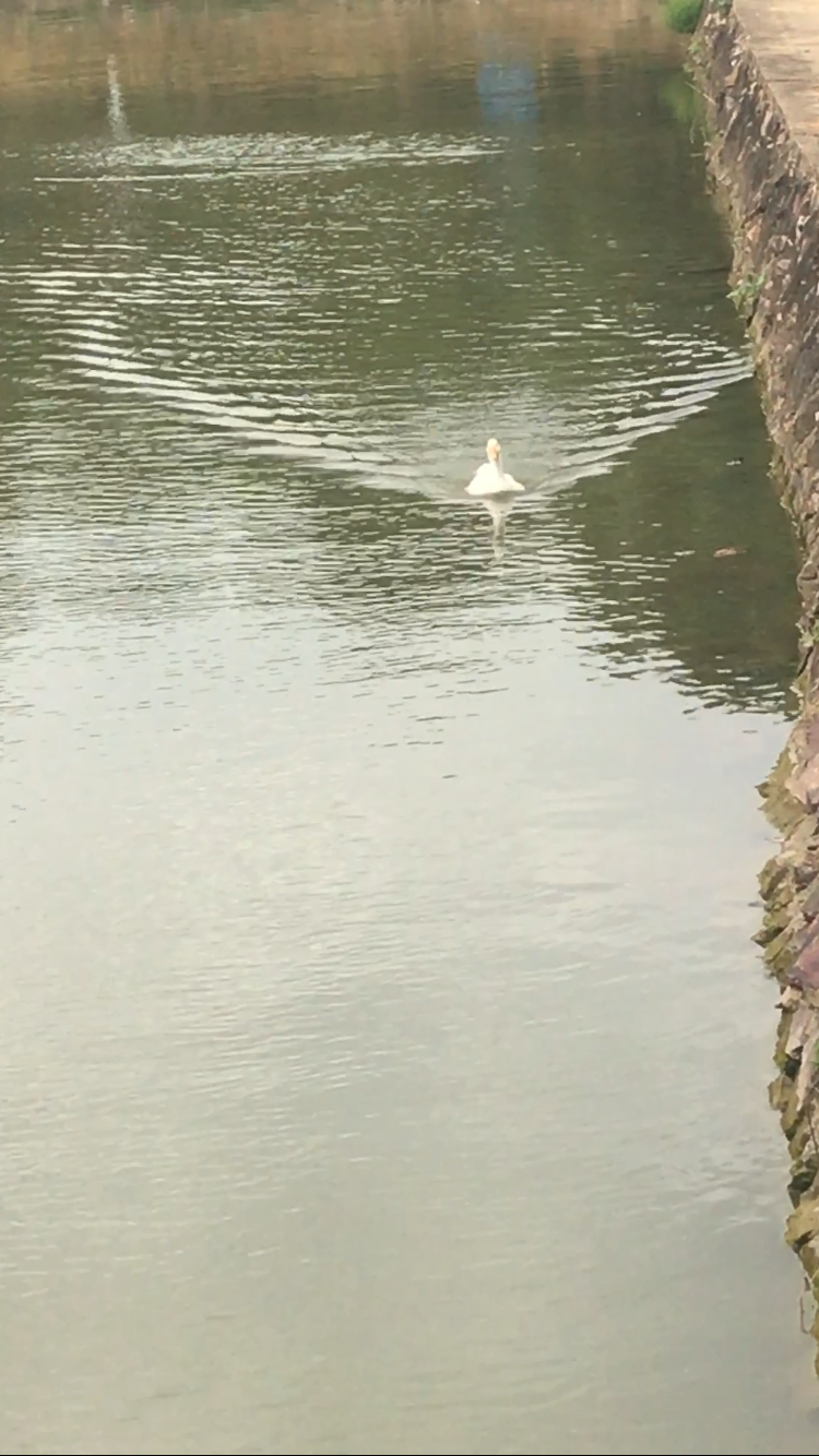 养小鸭子做宠物是什么体验?