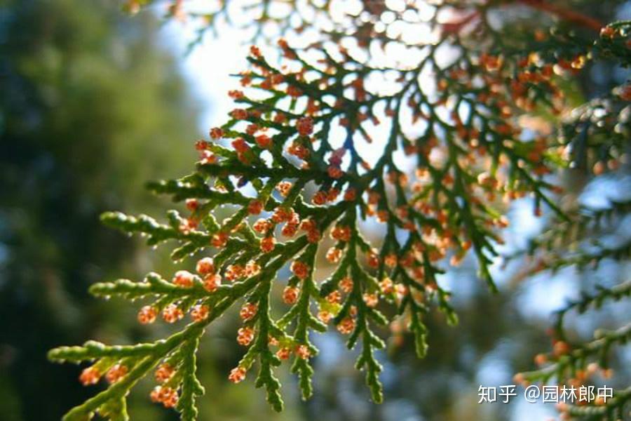 雨后柏树会“开花”，什么情况？原来是锈病在作怪！ - 知乎