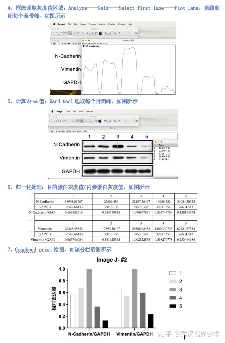 Image J 中WB条带灰度分析的详细步骤与便捷操作 - 知乎