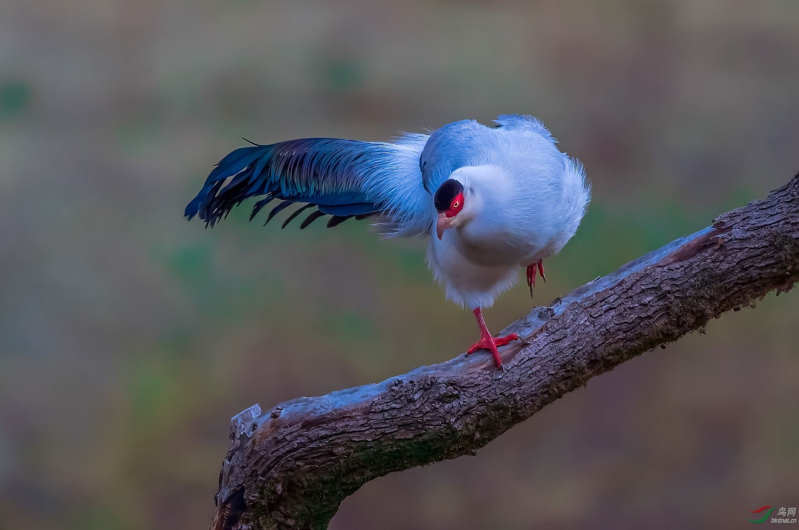 有哪些外表好看的鳥綱雞形目鳥類動物