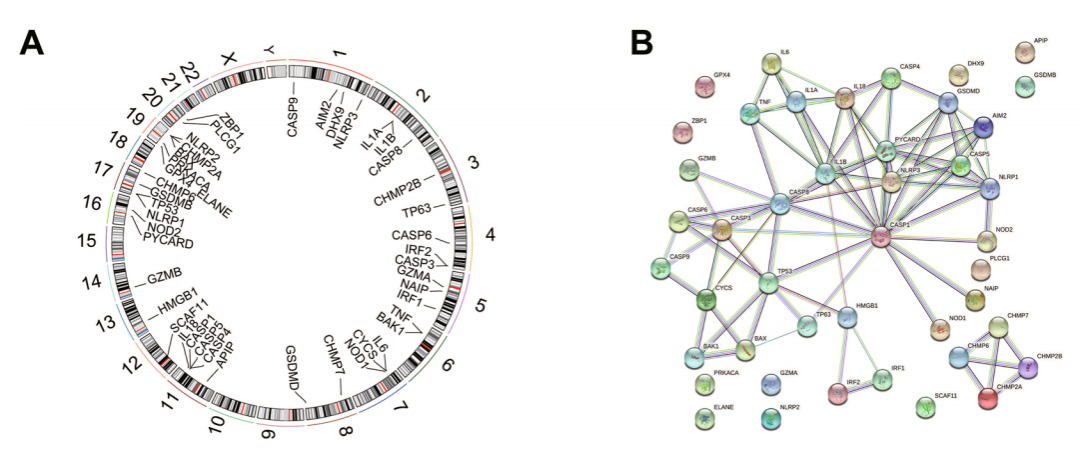 两个月接收！非肿瘤如何结合细胞焦亡相关基因发表7分文章？ - 知乎