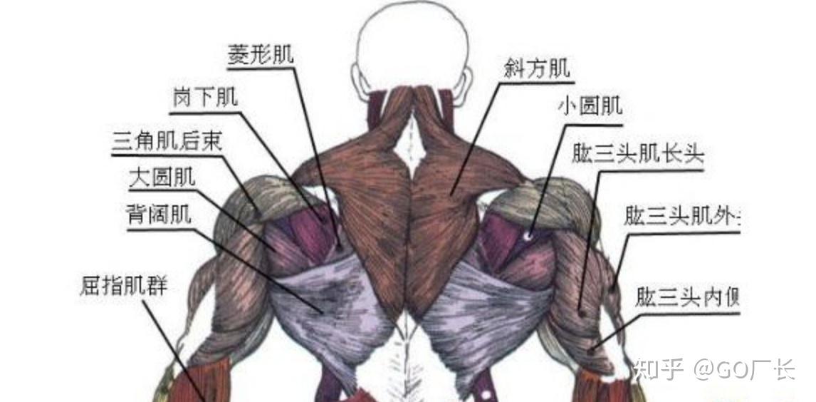 如何系统的锻炼背部肌肉? - 知乎