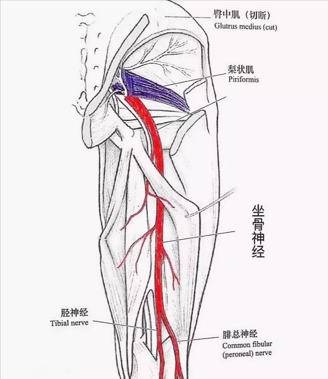 膝关节神经分布图片