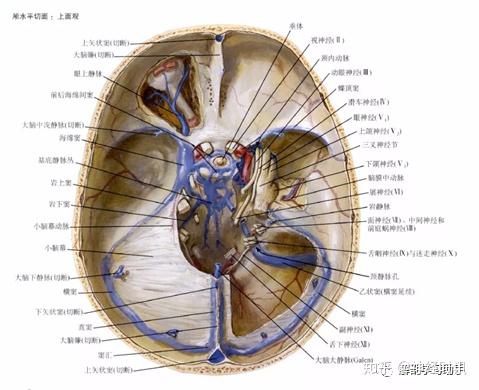 乙状窦体表投影图片