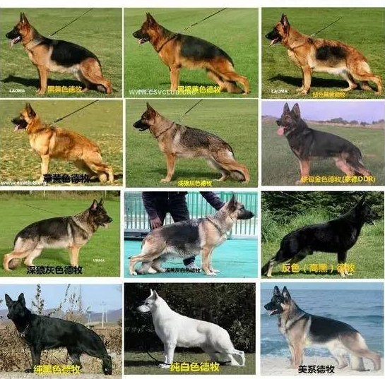 19世纪末期,宠物犬开始在西方世界风行,颜即正义的宇宙定律开始在犬界