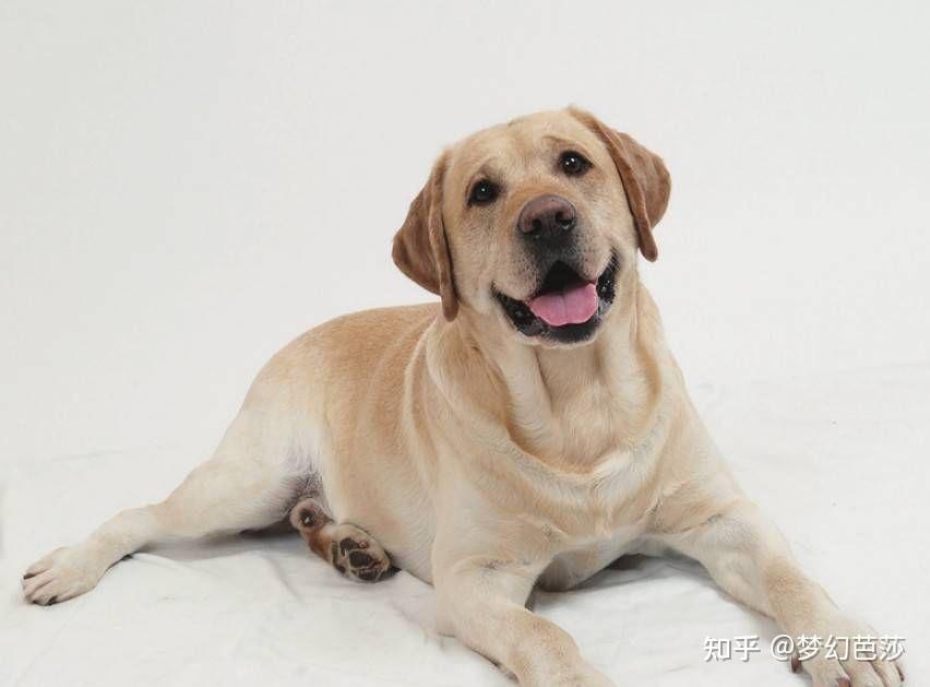 拉布拉多犬型态大致可分为六种,即荷顿型(holton),布列塔尼型