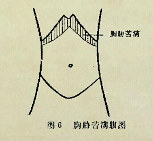 胸肋面图片