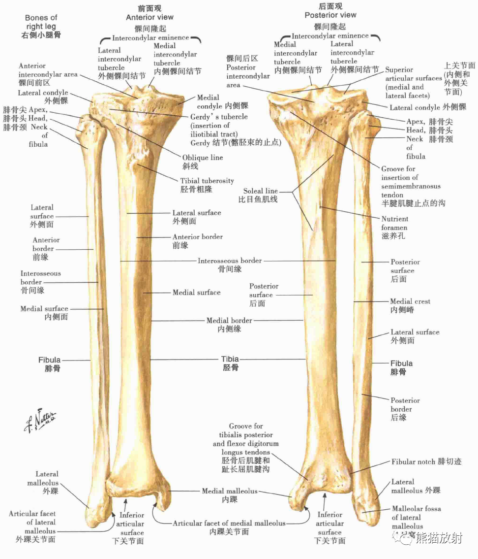 腿骨图解图片