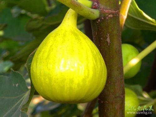特色果树:金傲芬无花果 果皮金 果肉淡  味浓甜 鲜食极佳