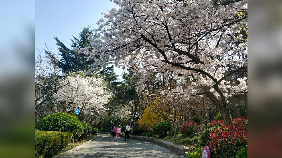 北岭山森林公园樱花图片