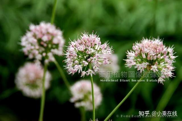 薤白(中药材资料、植物图像、含薤白的中成药) - 知乎