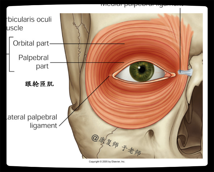 眼眶肌锥图片