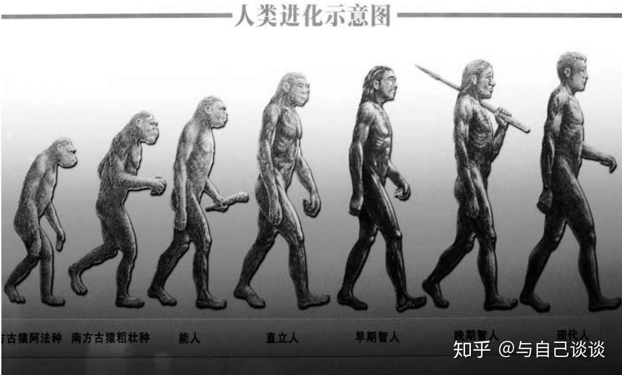 人类的演变过程图解释图片