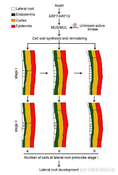 newphytologist拟南芥mus和mul调控侧根发育的分子机制