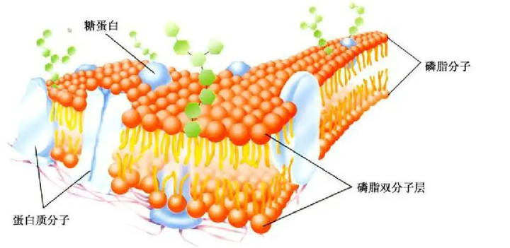 海藻酸-磷脂微囊复合水凝胶/具有细胞膜仿生温敏性水凝胶的制备 - 知乎