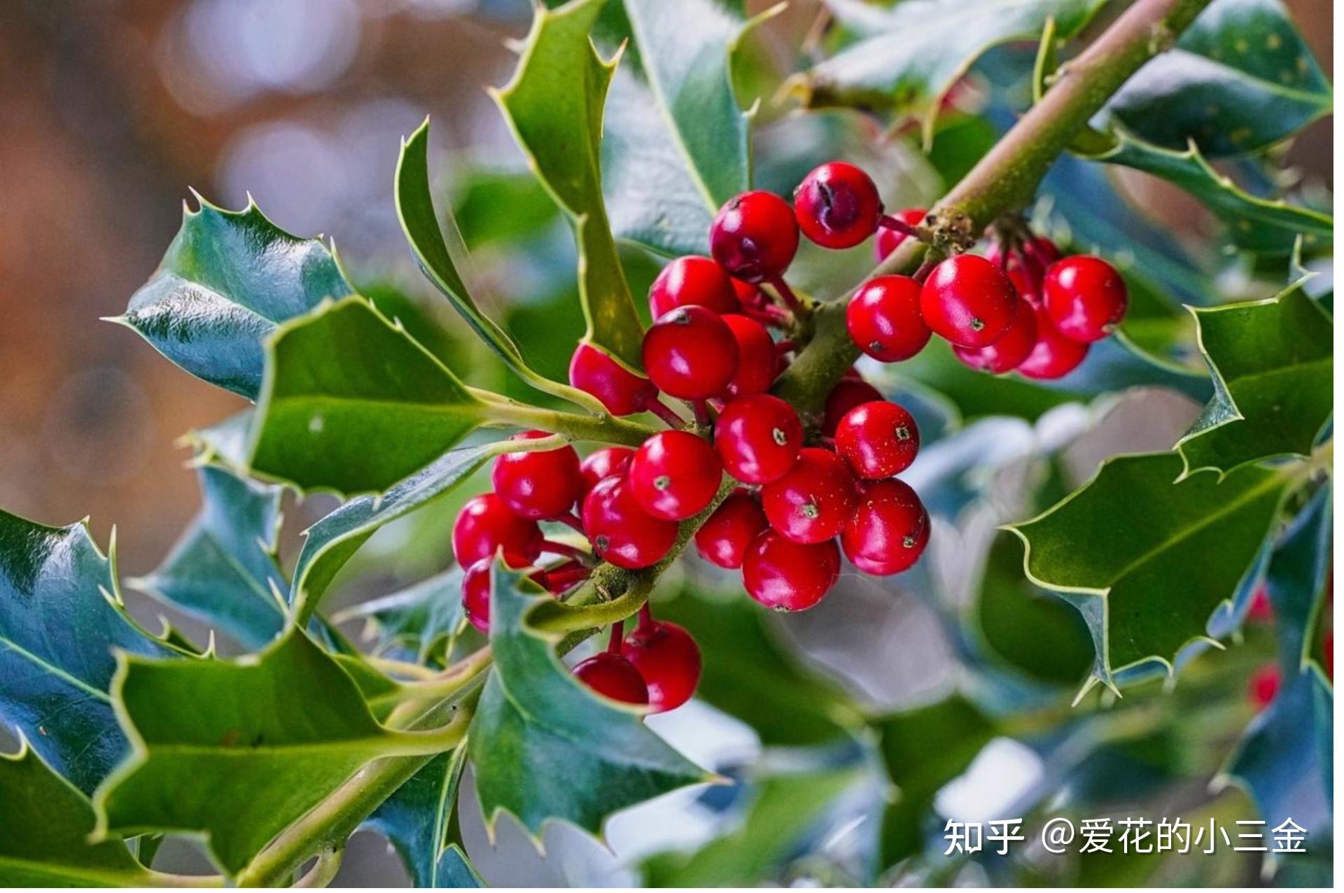 冬青和槲寄生的关系？都是西方圣诞节时期常用的植物吗？ - 知乎