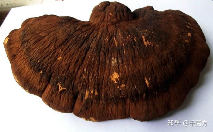 治疗狐臭胃病麻风病的菌物薄壳纤孔菌菌物科学