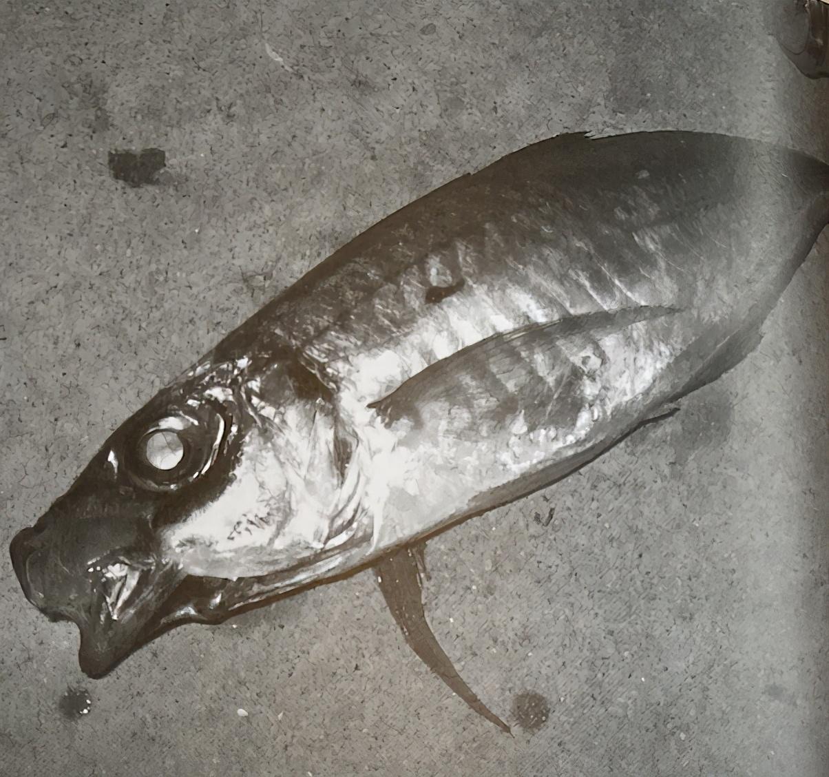 路亚钓 最重要钓法之竹荚鱼钓法 日本专业钓鱼书籍 知乎