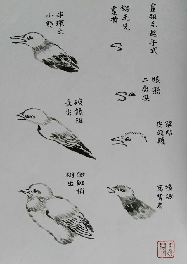 画鸟技法12个步骤分解和21种姿势,让你轻松入门 - 知乎