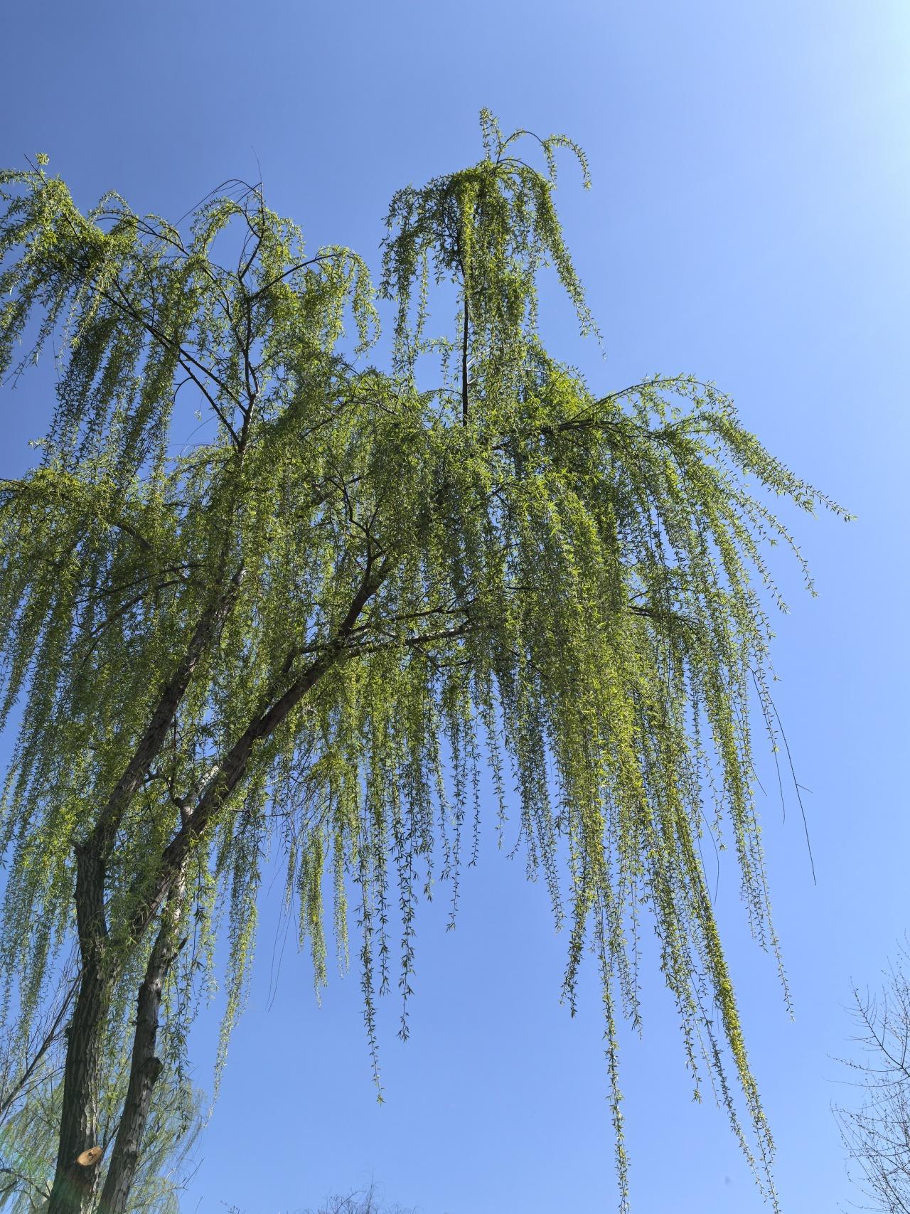 植库‖湖畔的绿诗行：读懂垂柳的千年温柔 - 知乎