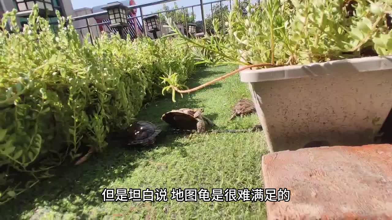 石龟顶破龟蛋24小时都没自行爬出是什么原因