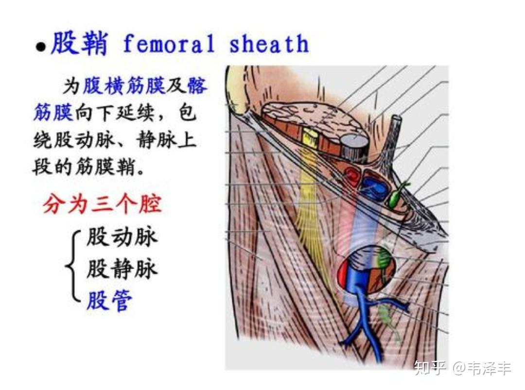 股管解剖图片详解图片
