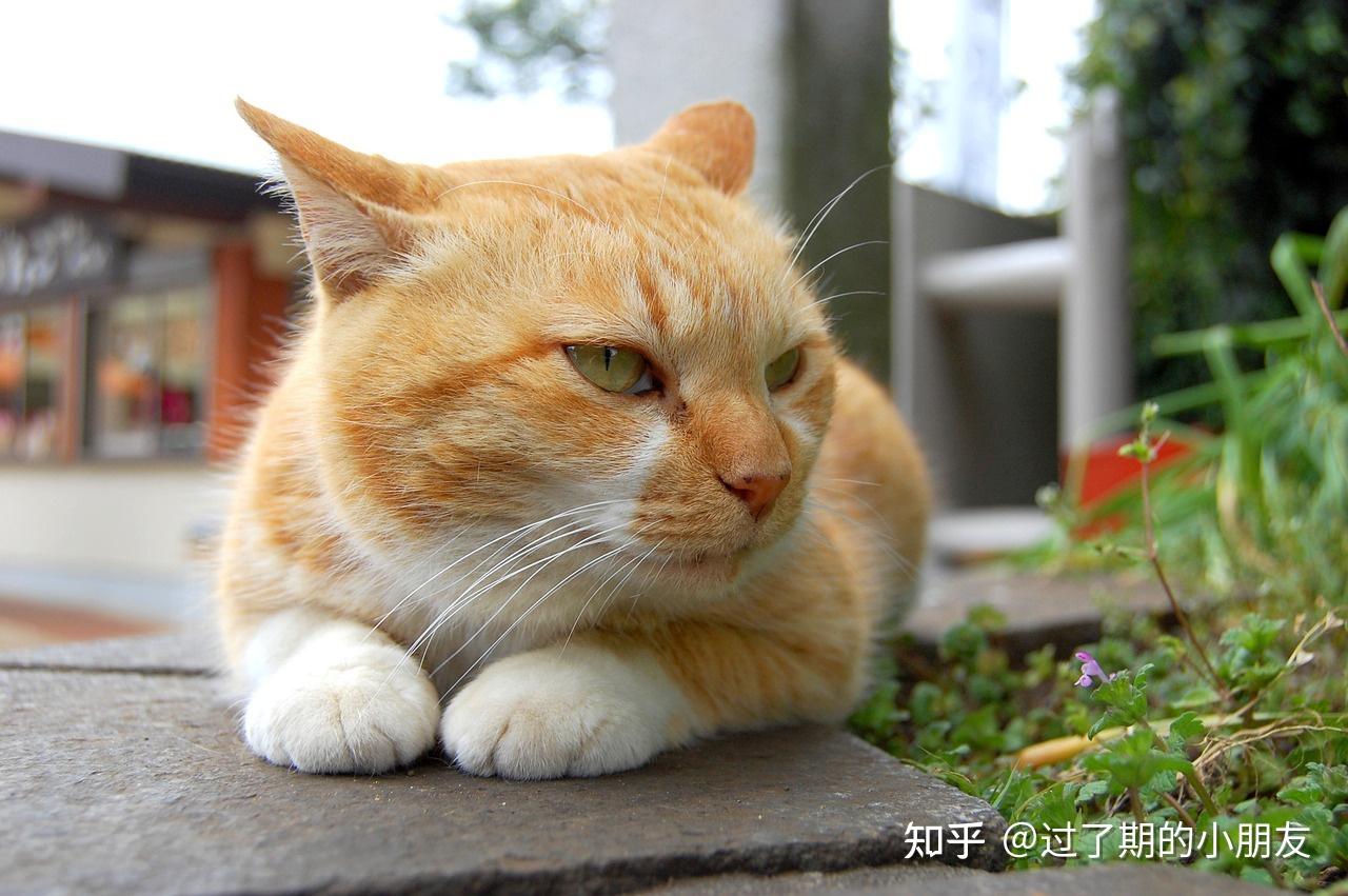 在养猫前，最好先了解清楚再做选择。尤其是这6种猫最好别养 - 知乎