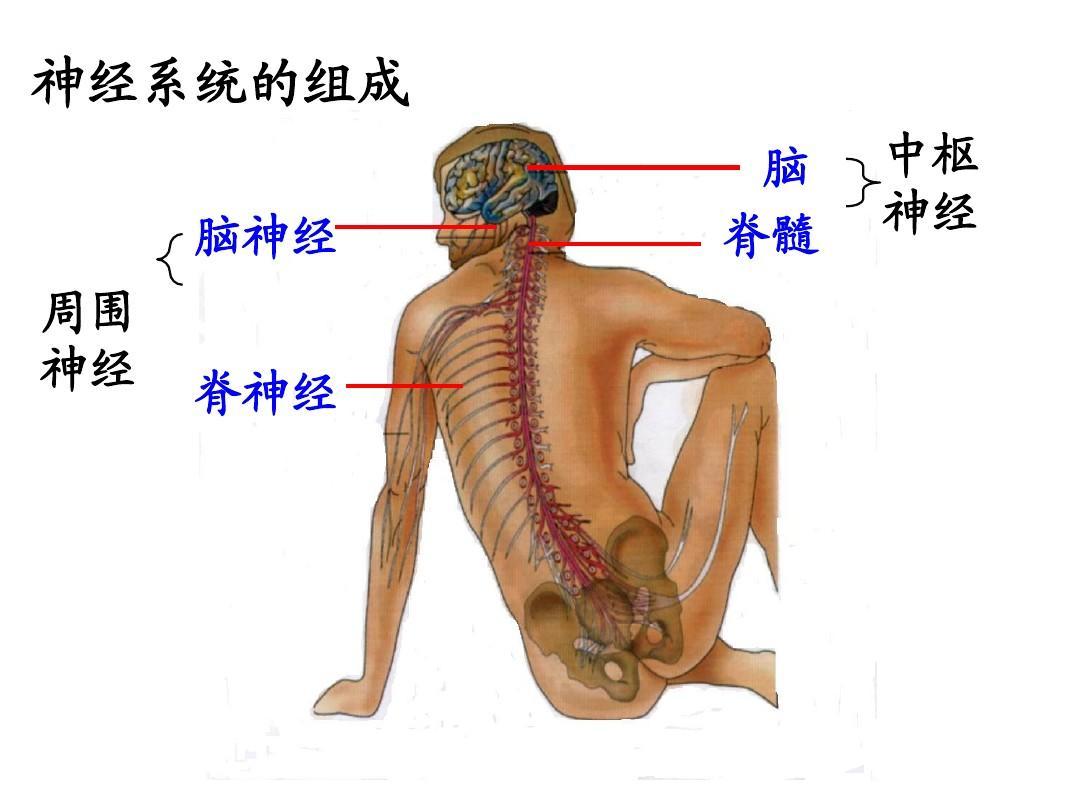 医学生期末复习资料 系统解剖学名词解释 知乎