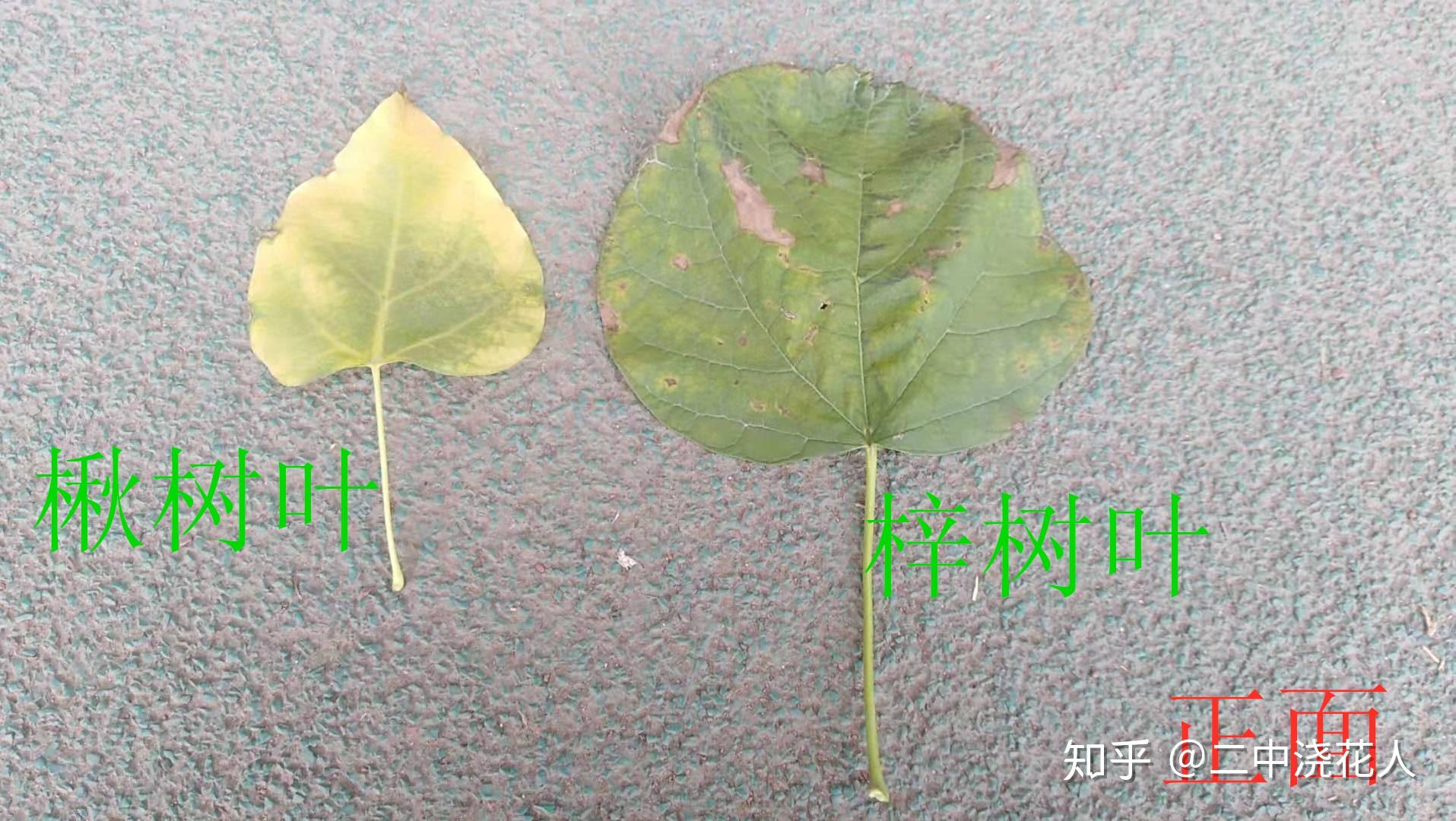 梓树和梧桐树的区别图片