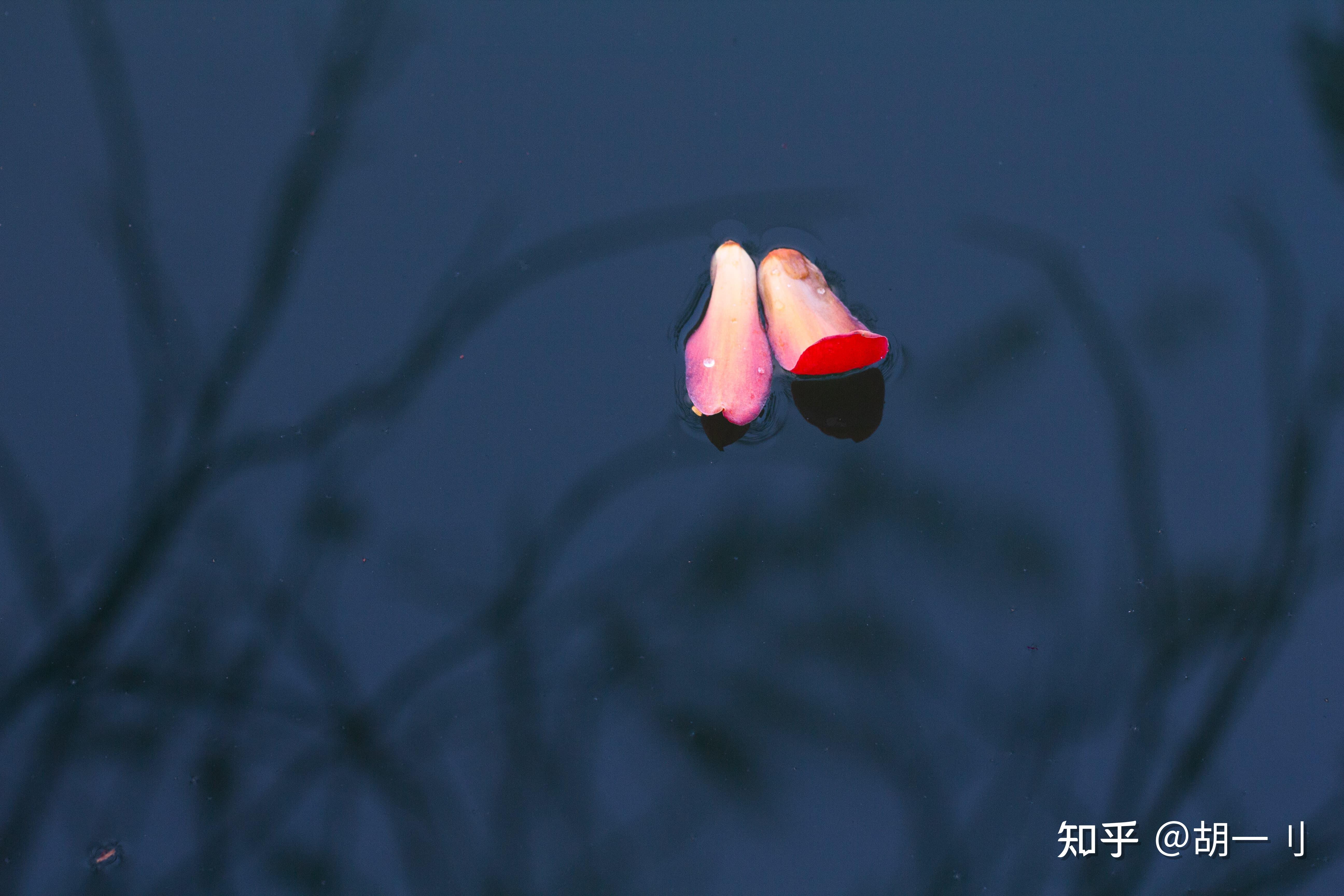 廣州東山湖公園花自飄零水自流落花流水皆是禪意