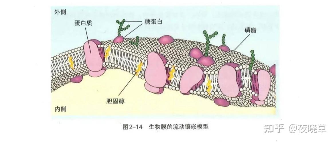 细胞膜中磷脂双分子层是对称的吗?