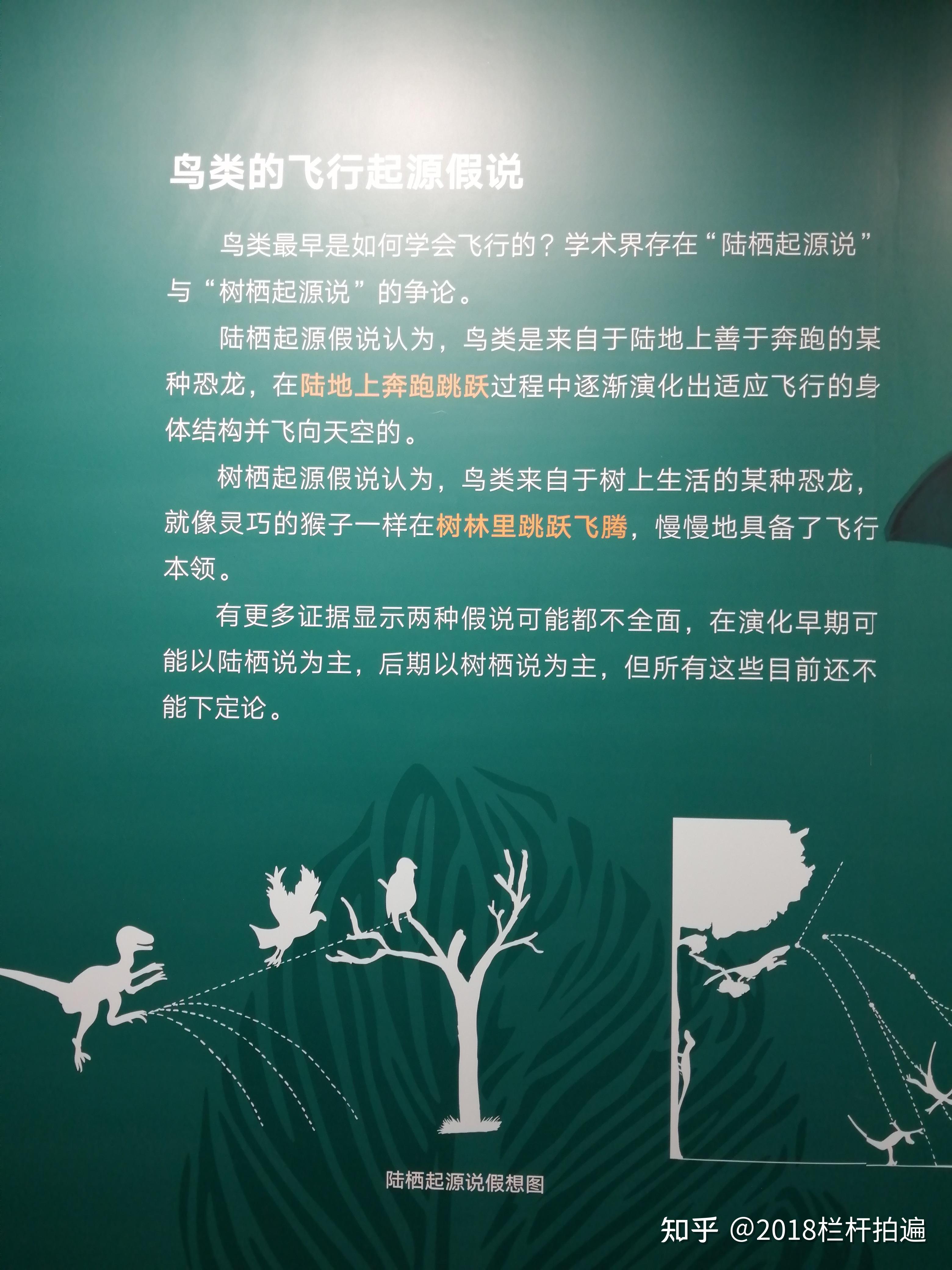 北京地博恐龙与鸟专题展中
