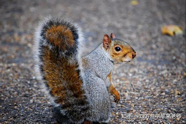 松鼠的尾巴为啥这么大