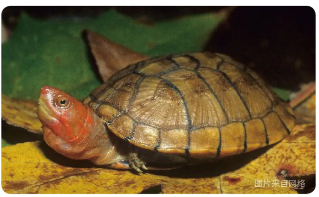 物种小谈┃红面蛋龟