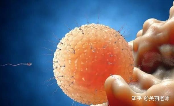 如何养出高质量卵泡 - 知乎
