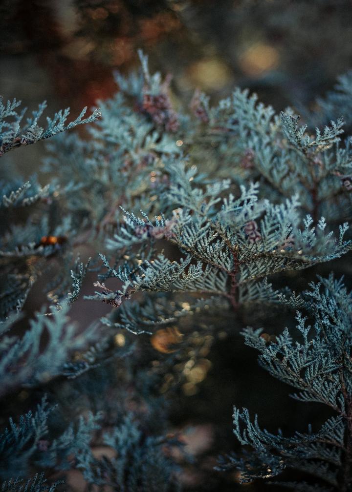 芳疗知多少澳洲蓝丝柏唯一的蓝色木质精油hpv晒伤通通走开