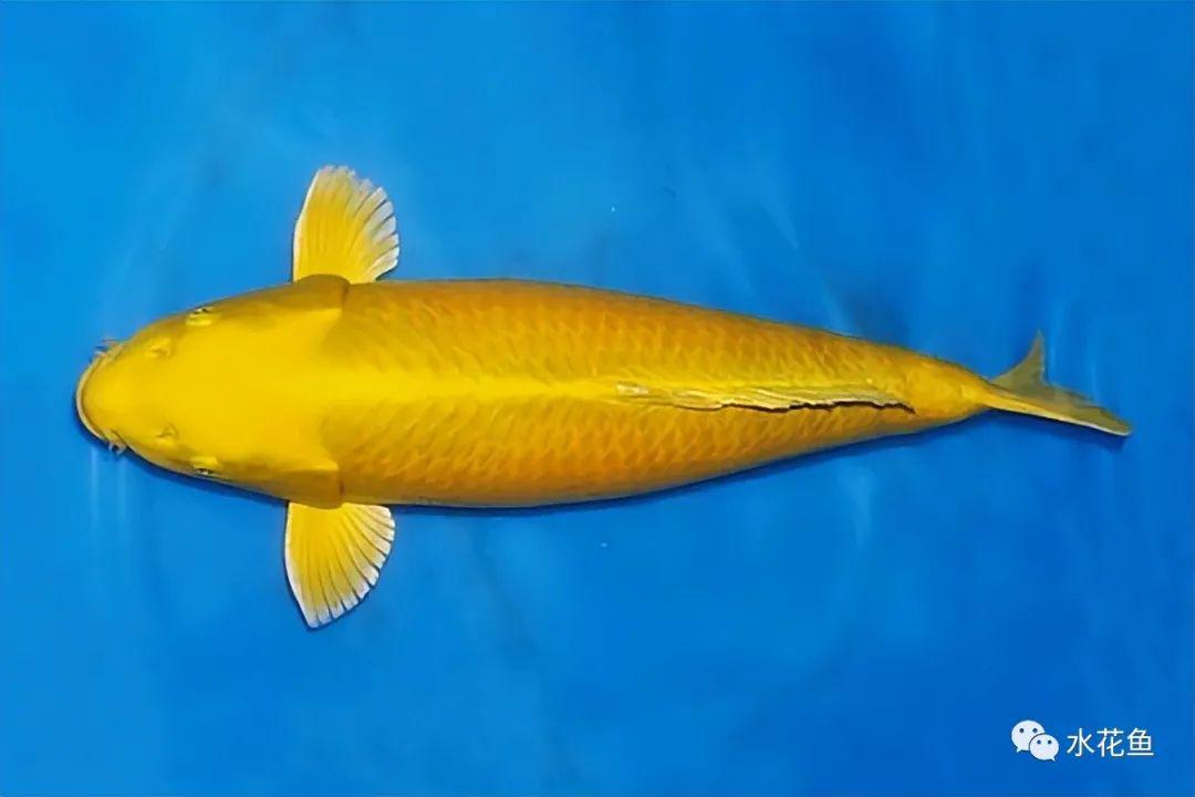 1山吹黄金锦鲤全身土黑色而脊鳍基部呈金色或银色的鲤鱼.