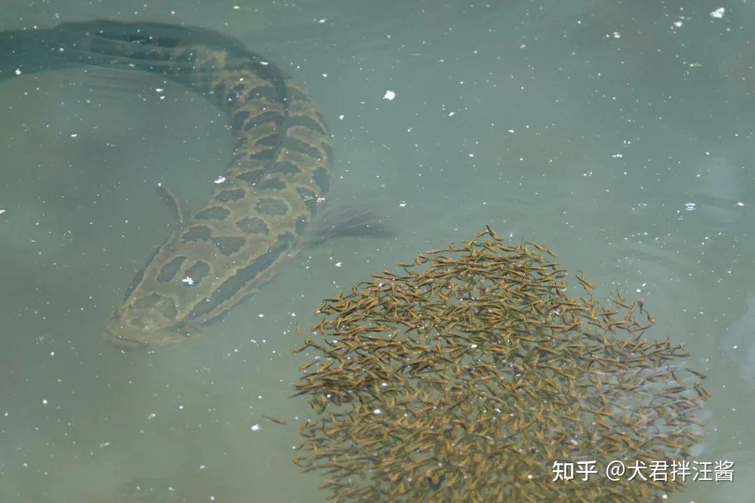 有哪些特别好吃的入侵物种? - 知乎