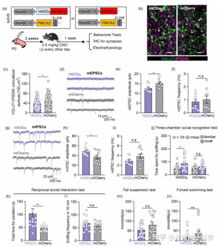 Glia Ca2 glia-ca2