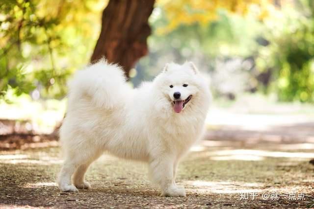 1,體內有寄生蟲如果薩摩耶犬胃口挺好,但就是吃不胖,並且偶爾還會吐