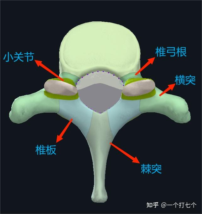 脊柱小关节图片