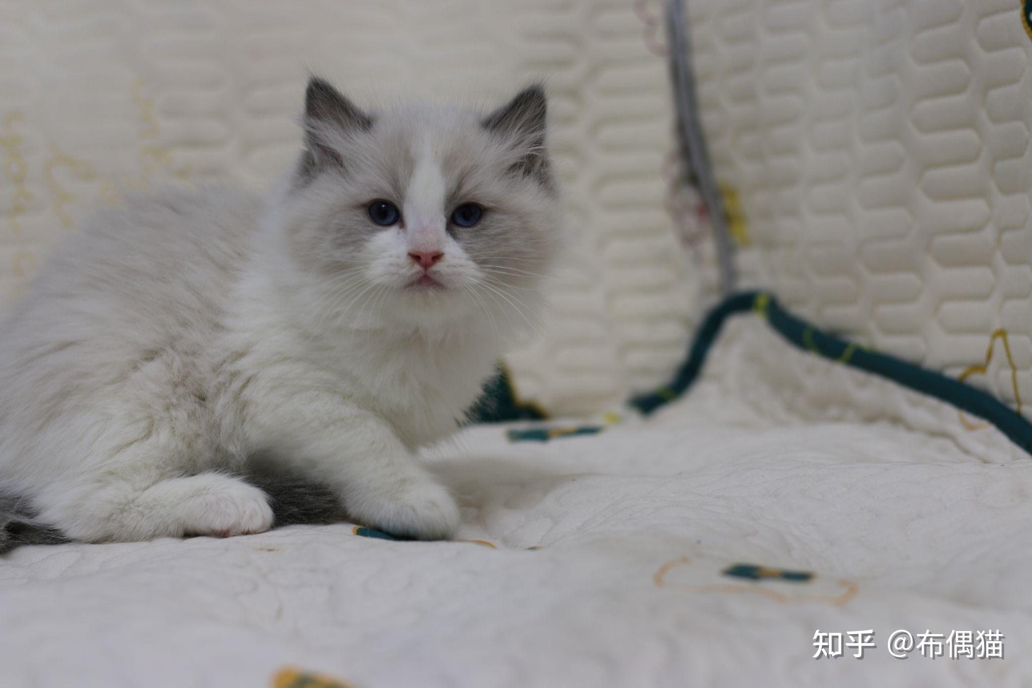 南京家养布偶猫找新家 - 知乎