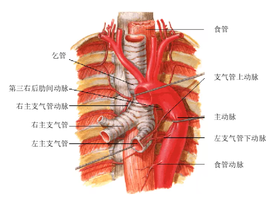 膈上动脉图片