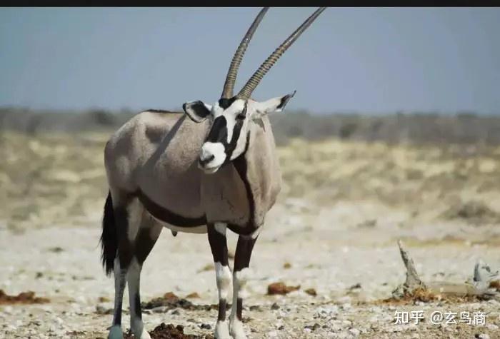 山海经之基山猼訑尚鸟付鸟