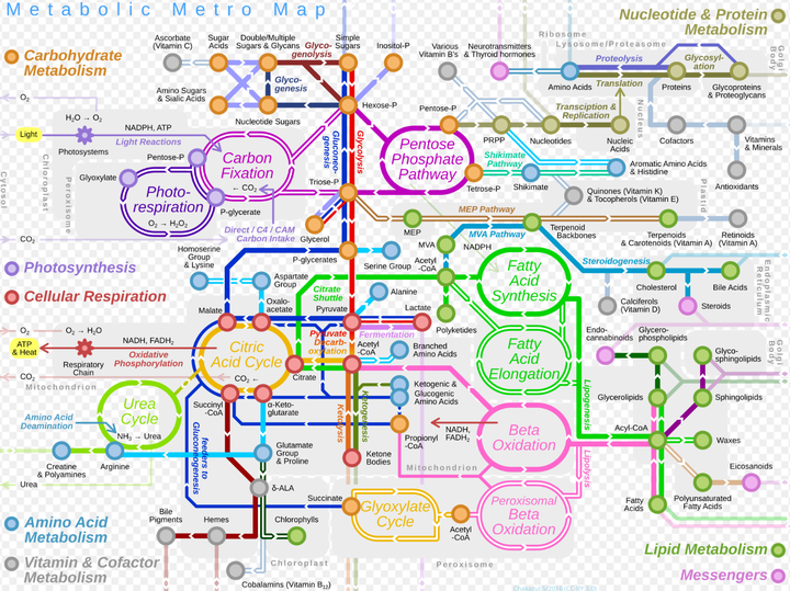 技术分享-使用基因组代谢网络模型模拟酿酒酵母在不同碳源条件下的生长情况 - 知乎