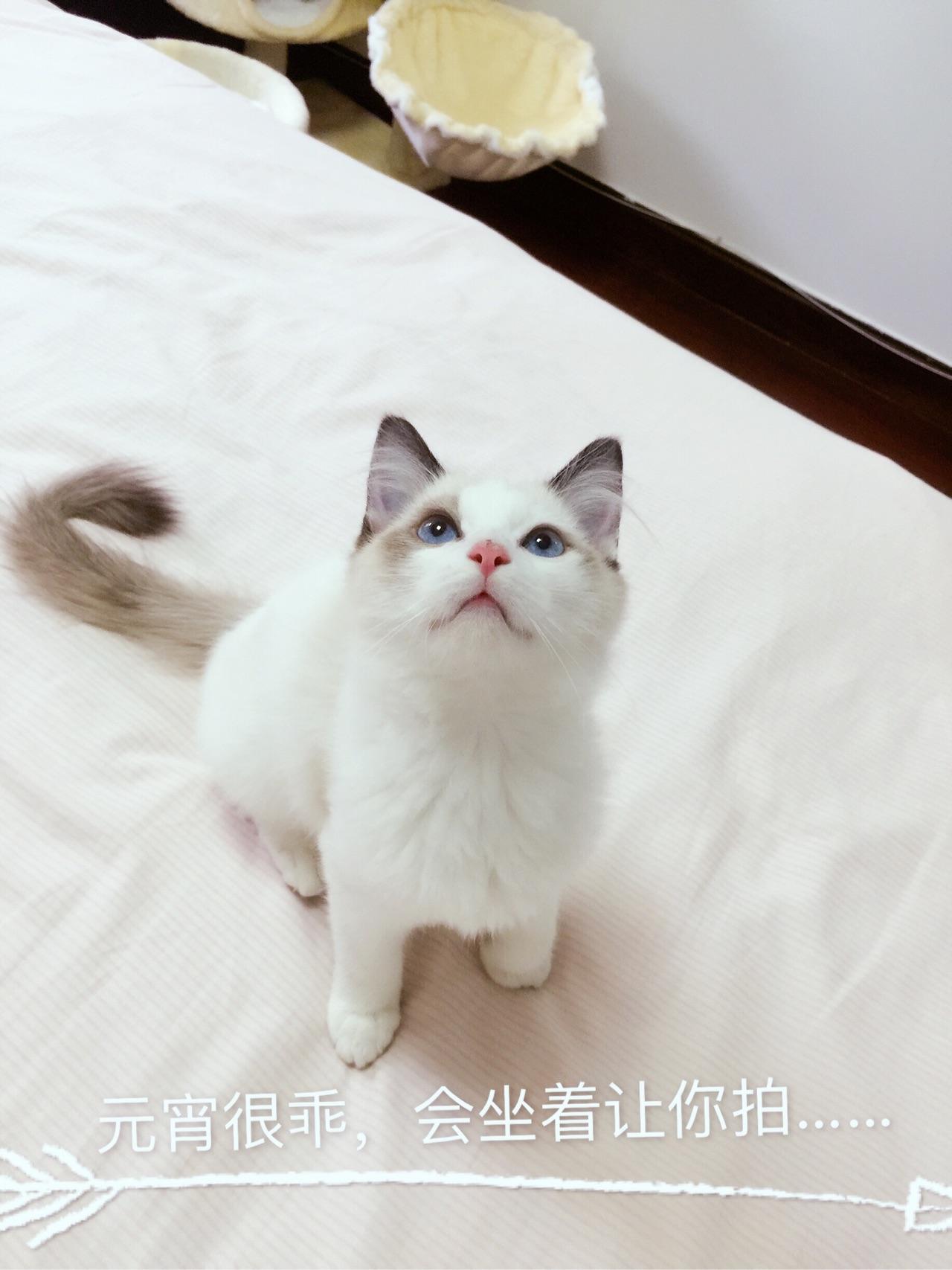 胶带粘猫什么原理_纱布用什么胶带粘(3)